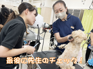 お客様の愛犬をトリミング♪